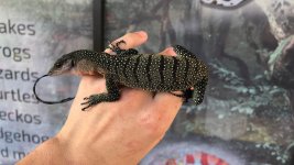 Peach Throat Monitor Baby.jpg