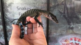 Peach Throat Monitor Baby 02.jpg