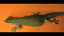 GeckoForSale.jpg