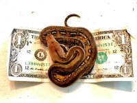 0.1 2020 Dwarf Marble Tiger het Indonesian Caramel.jpg