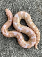 paradoxsnowfemale1.jpg