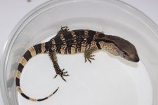 Cape Banded WTM 03.jpg