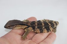 Cape Banded WTM.jpg