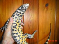 fb hw some tail a.JPG