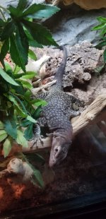 Smaug Tristis 2.jpg