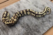 2018 female od enchi mystic poss arroyo.jpg