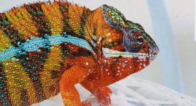 2784A8BA-EF52-4FFA-85A2-CADCEDD2BC82.jpeg