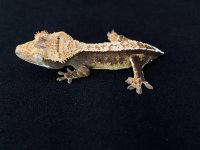 Tri color hatchling.jpg