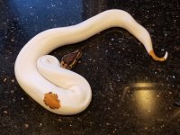 yb-gravel pied.jpg