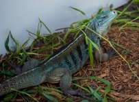 Iguanas (1 of 1)-2.jpg