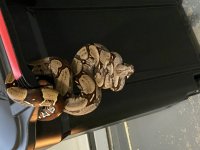 DAE6E4CA-CA83-4760-B0BF-D11954585E26.jpg
