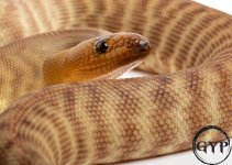200326Woma3.jpg