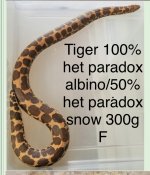 C056CBB5-82A6-488C-9F73-8ECA1014E4CC.jpeg