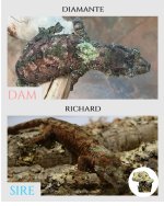 Diamante x Richard - Parent Pics.jpg