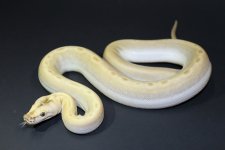 Hypo Green.jpg