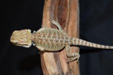 Resized_DSC_0308.jpg