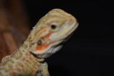 Resized95DSC950291.jpg