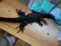 IMG_2101.jpg