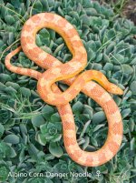 Danger Noodle.jpg