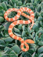 Albino juvenile 1.jpg