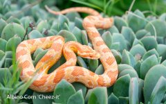 Albino Juvenile 2.jpg