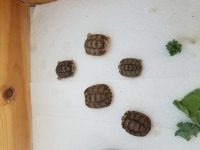 20180604_100651.jpg