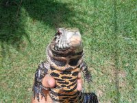 PAIR 39 fb red rf ad.JPG