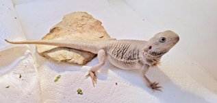 dragon1.jpg