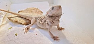 dragon2.jpg