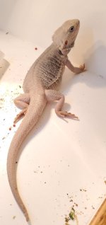 dragon4.jpg