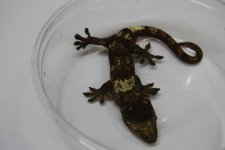 DSC_0105.jpg