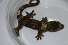 DSC_0106.jpg