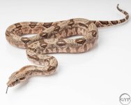 HogIsland1stMale4.jpg
