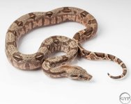 HogIsland1stMale1.jpg