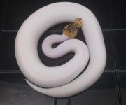 thumbnail (14).jpg
