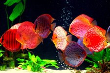 1_red_discus_aquarium.jpg
