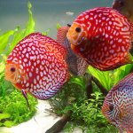 2_red_beauties.jpg