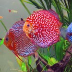 3_red_discus.jpg