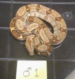 thumbnail (17).jpg