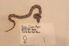 Hypo Fem 1 3.jpg