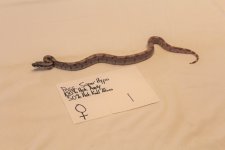 Hypo Fem 1 1.jpg