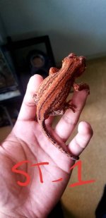 Red Stripe Male (3).jpg