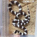 CKM-175.jpeg