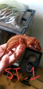 Red Stripe Male (2).jpg