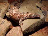Red Ackie Female adj.jpg