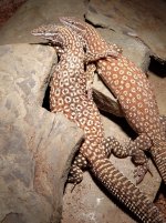 red ackie pair3.jpg