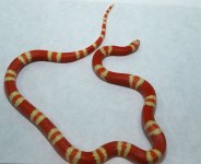 albino tangerine hondo1.jpg
