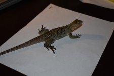 DSC_0873.jpg