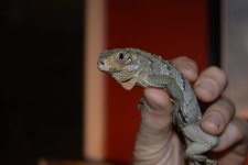 DSC_0875.jpg