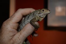DSC_0878.jpg